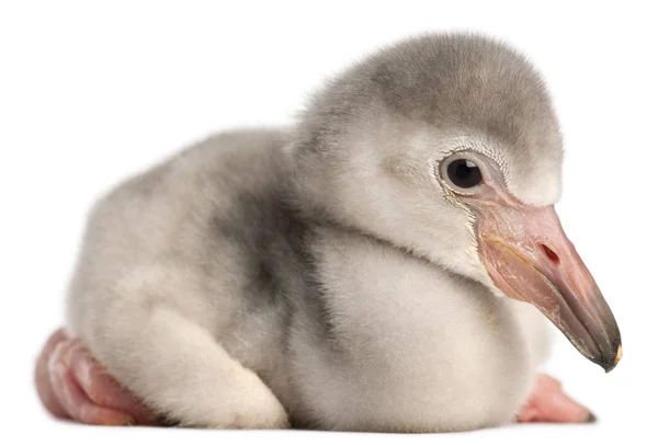 Fenicottero maggiore, Phoenicopterus roseus, 4 giorni, davanti — Foto Stock