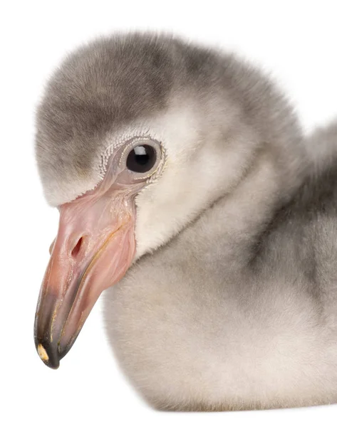 Close-up of Greater Flamingo, Phoenicopterus roseus, 4 days old, — Stock Photo, Image