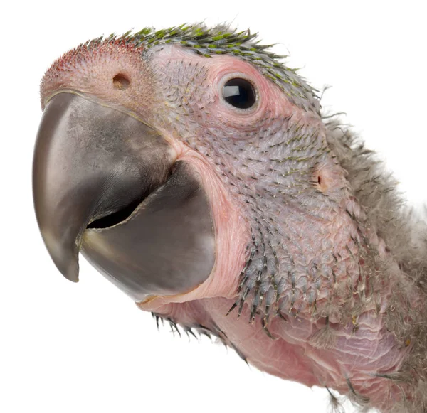 Big Green Macaw的特写，Ara ambiguus，1个半月 — 图库照片
