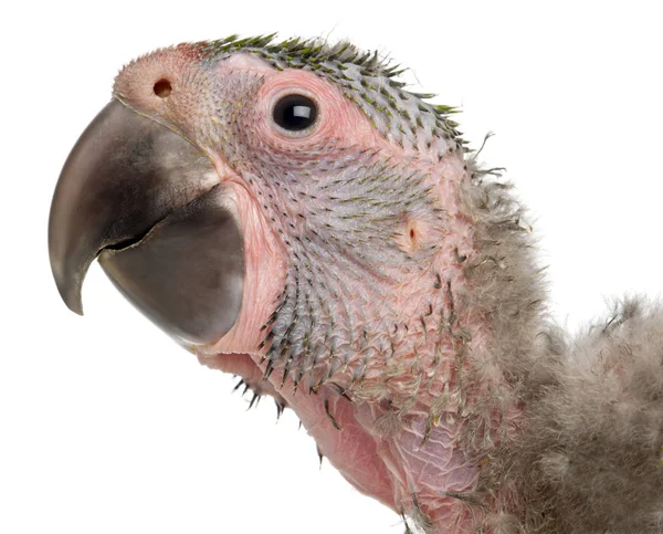 Close-up of Great Green Macaw, Ara ambiguus, 1 and a half months — Stock Photo, Image