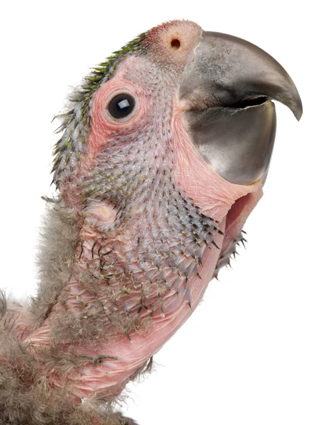 Great Green Macaw, Ara ambiguus 'a yakın çekim, 1,5 ay. — Stok fotoğraf