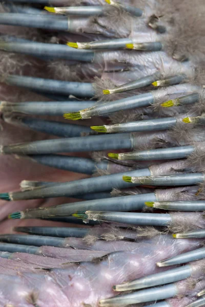 Close-up of Great Green Macaw's wing, Ara ambiguus, 1 and a half — Stock Photo, Image