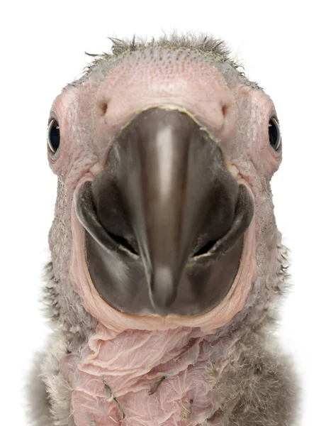 Detailní záběr Great Green Macaw, Ara ambiguus, 1 a půl měsíce — Stock fotografie