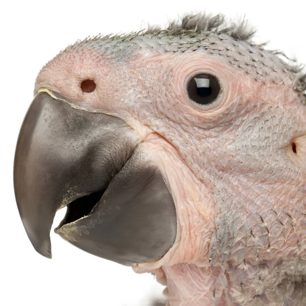 Close-up de Great Green Macaw, Ara ambiguus, 1 mês e meio — Fotografia de Stock