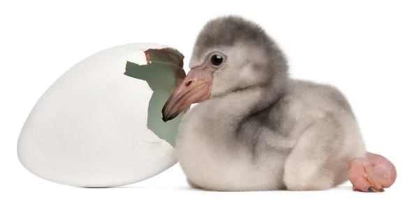 Flamenco mayor con huevo incubado, Phoenicopterus roseus, 4 días — Foto de Stock