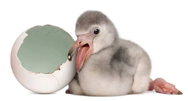 Större Flamingo med kläckta ägg, Phoenicopterus roseus, 4 dagar — Stockfoto