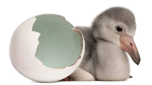 Större Flamingo med kläckta ägg, Phoenicopterus roseus, 4 dagar — Stockfoto