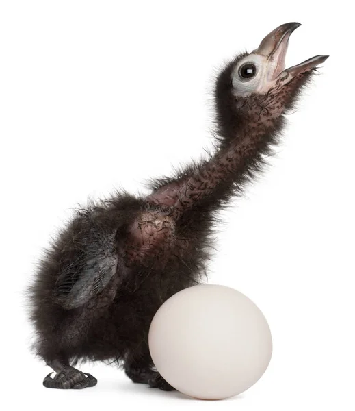 Ross 'Turaco, Musophaga rossae, met zijn gebroed ei, 1 week oud — Stockfoto