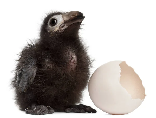 Ross's Turaco, Musophaga rossae, with his hatched egg, 1 week ol — Stock Photo, Image