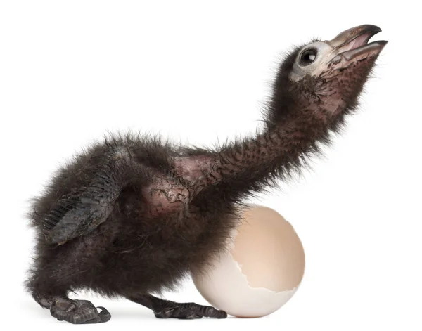 Ross's Turaco, Musophaga rossae, with his hatched egg, 1 week ol — Stock Photo, Image