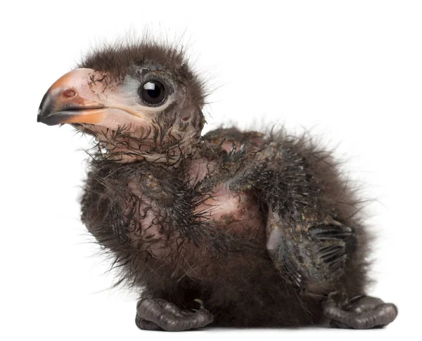 Fischer's Turaco, Tauraco fischeri, 1 week old, in front of whit — Stock Photo, Image