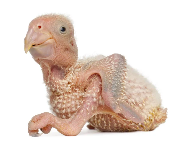 African Grey Parrot, Psittacus erithacus, 17 days old, in front — Stock Photo, Image