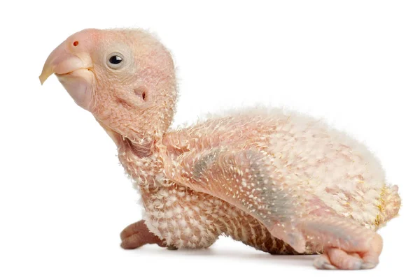 Afrikansk grå papegoja, Psittacus erithacus, 17 dagar gammal, framför ögonen — Stockfoto