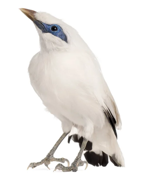 Rothschild's Swift, Cypseloides rothschildi, 5 years old, in fro — Stock Photo, Image