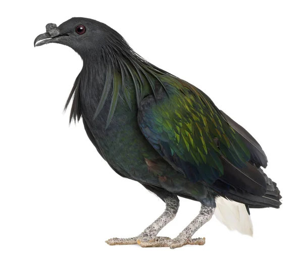 Nicobar Pigeon, Caloenas nicobarica, μπροστά από το λευκό backgroun — Φωτογραφία Αρχείου