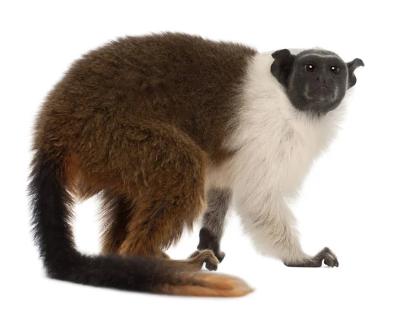 Pied tamarin, Saguinus bicolor, 4 anos, na frente de branco b — Fotografia de Stock