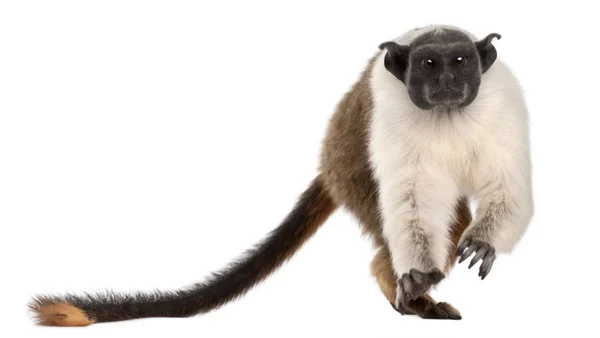 Pied tamarin, Saguinus bicolor, 4 años, delante de blanco b — Foto de Stock