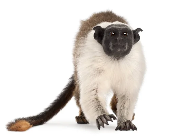 Pied tamarin, Saguinus bicolor, 4 years old, in front of white b — Stock Photo, Image