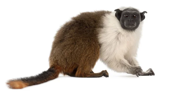 Tamarin de Pied, Saguinus bicolor, 4 ans, devant blanc b — Photo