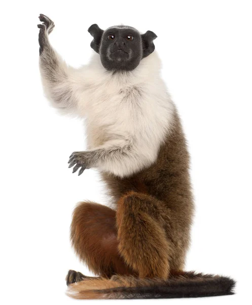 Pied tamarin, Saguinus bicolor, 4 år, framför vit b — Stockfoto