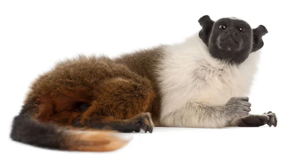 Pied tamarin, Saguinus bicolor, 4 years old, in front of white b — Stock Photo, Image
