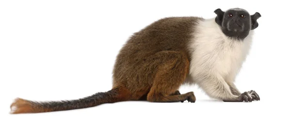 Pied tamarin, Saguinus bicolor, 4 anos, na frente de branco b — Fotografia de Stock