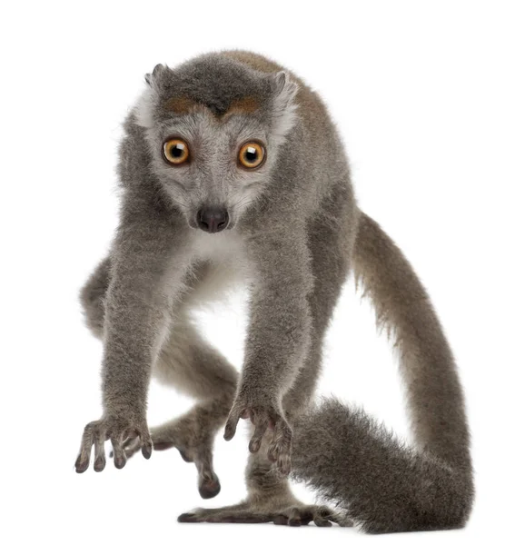 Kronad lemur, Eulemur coronatus, 2 år, framför vit — Stockfoto