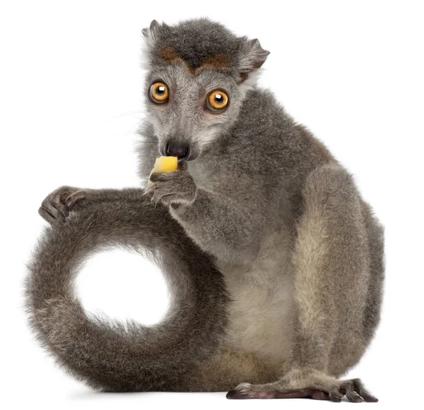 Crowned lemur, Eulemur coronatus, 2 years old, in front of white — Stock Photo, Image