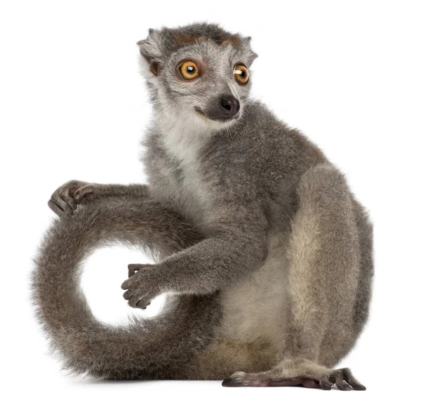 Crowned lemur, Eulemur coronatus, 2 years old, in front of white — Stock Photo, Image