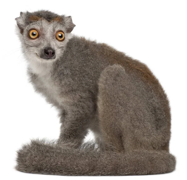 Crowned lemur, Eulemur coronatus, 2 years old, in front of white — Stock Photo, Image