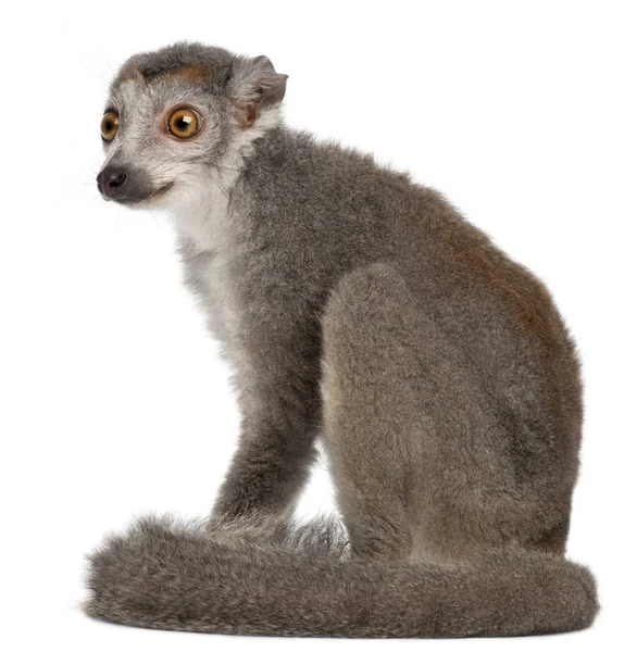 Korunovaný lemur, Eulemur coronatus, 2 roky, před bílým — Stock fotografie