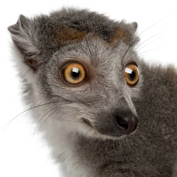 Close-up of Crowned lemur, Eulemur coronatus, 2 anos, em fr — Fotografia de Stock