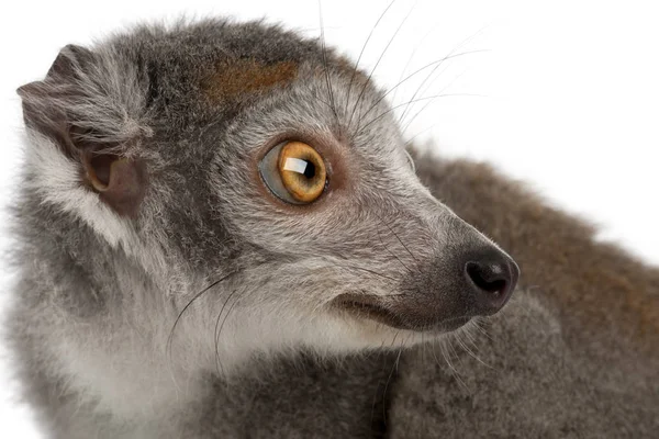 Close-up of Crowned lemur, Eulemur coronatus, 2 anos, em fr — Fotografia de Stock