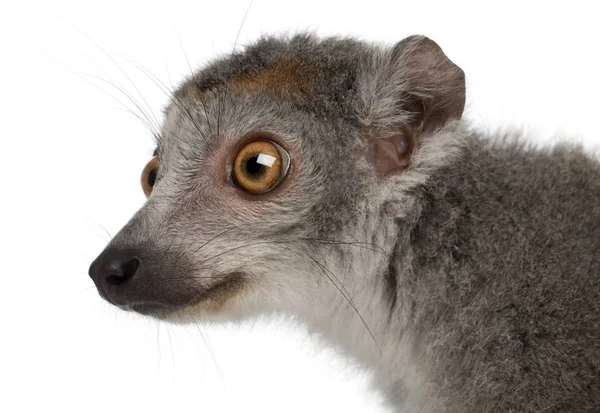 Close-up of Crowned lemur, Eulemur coronatus, 2 anos, em fr — Fotografia de Stock