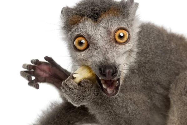 Close-up of Crowned lemur, Eulemur coronatus, 2 years old, in fr — Stock Photo, Image