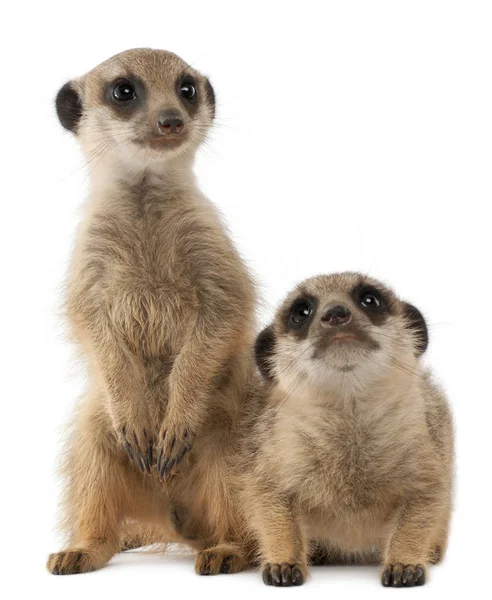 Meerkat nebo Suricate, Suricata suricatta, matka a její dítě, v — Stock fotografie