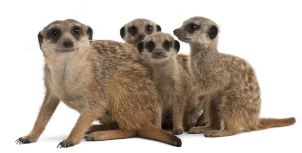 Meerkat o Suricate, Suricata suricatta, madre y sus bebés , —  Fotos de Stock