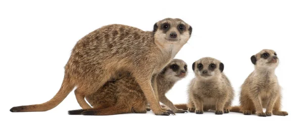 Meerkat nebo Suricate, Suricata suricatta, matka a její děti, — Stock fotografie