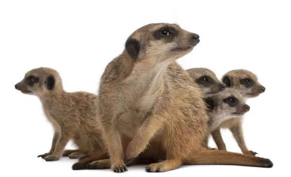 Meerkat o Suricate, Suricata suricatta, madre e i suoi bambini , — Foto Stock