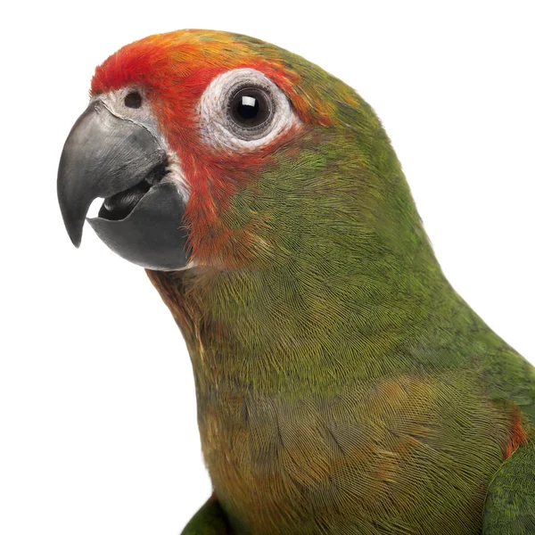 Zbliżenie do Złotoustej Conure, Aratinga auricapilla aurifron — Zdjęcie stockowe