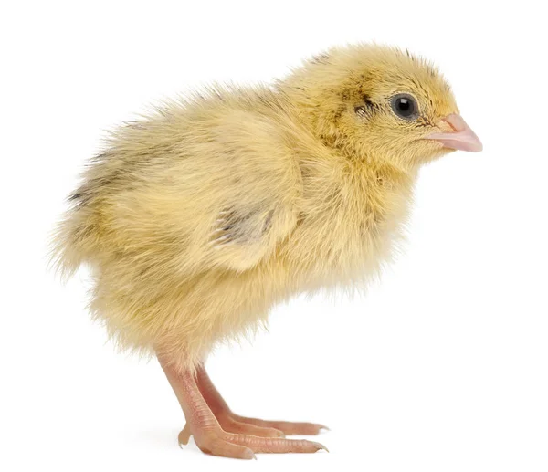 Codorniz japonesa, también conocida como Coturnix Quail, Coturnix japonica , — Foto de Stock