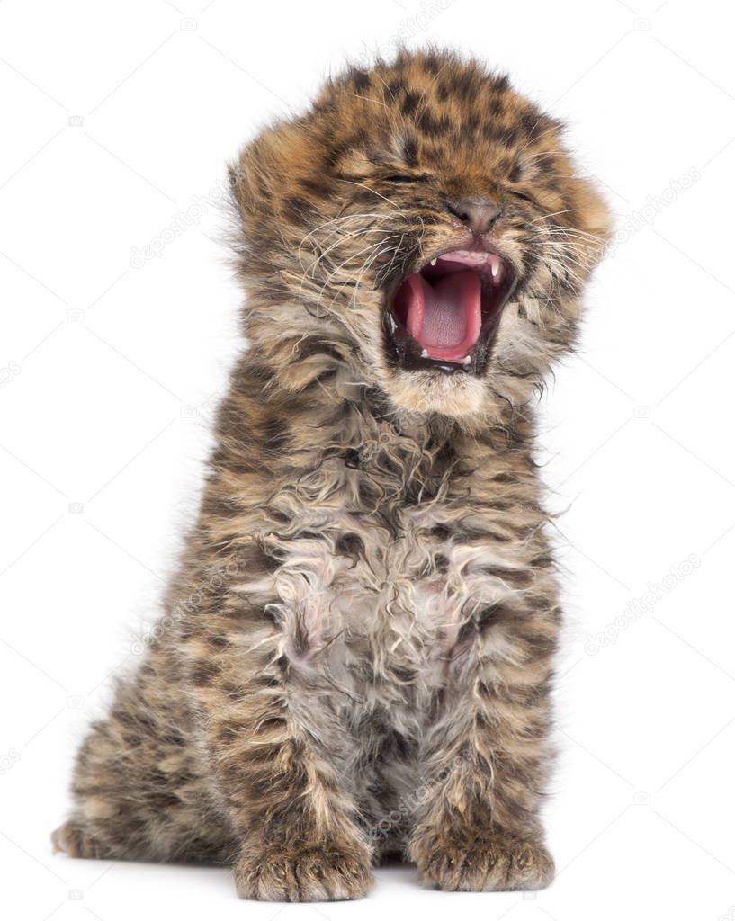 Amur leopard cub yawning, Panthera pardus orientalis, 6 weeks ol