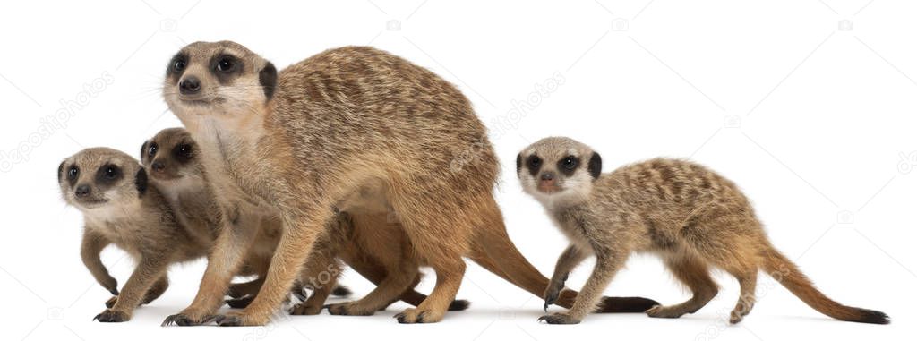 Meerkat or Suricate, Suricata suricatta, mother and her babies, 