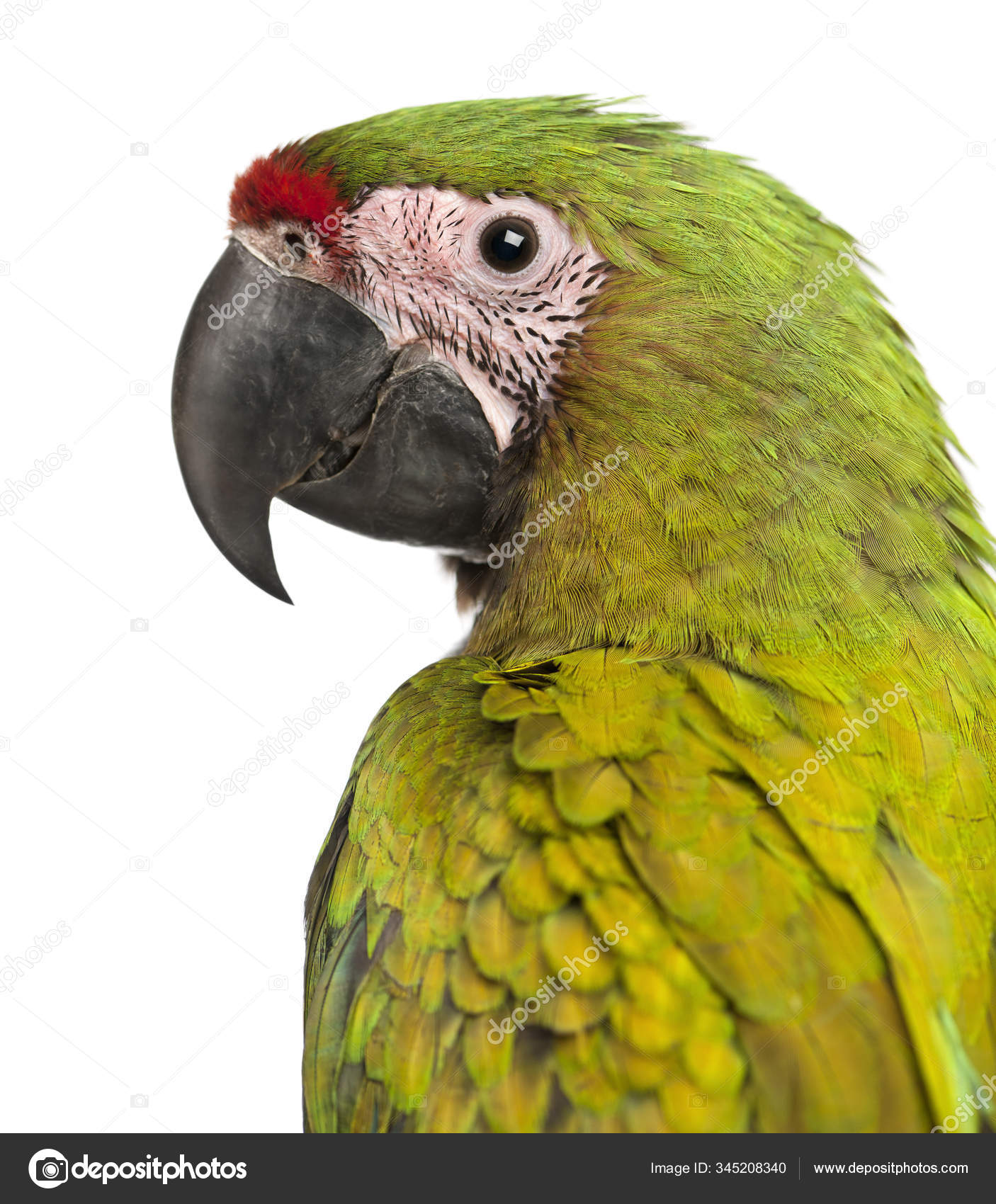 Great Green Macaw, Ara ambiguus, months old, in front of white