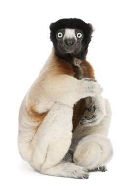 Taç giymiş Sifaka, Propithecus Coronatus, 14 yaşında. 