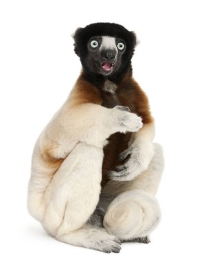 Taç giymiş Sifaka, Propithecus Coronatus, 14 yaşında. 