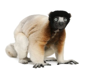 Taç giymiş Sifaka, Propithecus Coronatus, 14 yaşında, önünde.