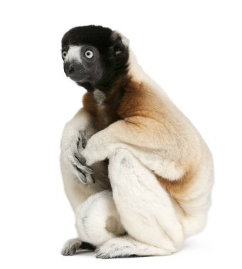 Taç giymiş Sifaka, Propithecus Coronatus, 14 yaşında. 
