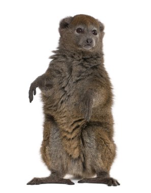 Lac Alaotra bamboo lemur, Hapalemur alaotrensis, 11 years old, s clipart