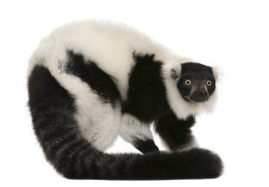 Siyah-beyaz yakalı lemur, Varecia variegata, 24 yaşında.